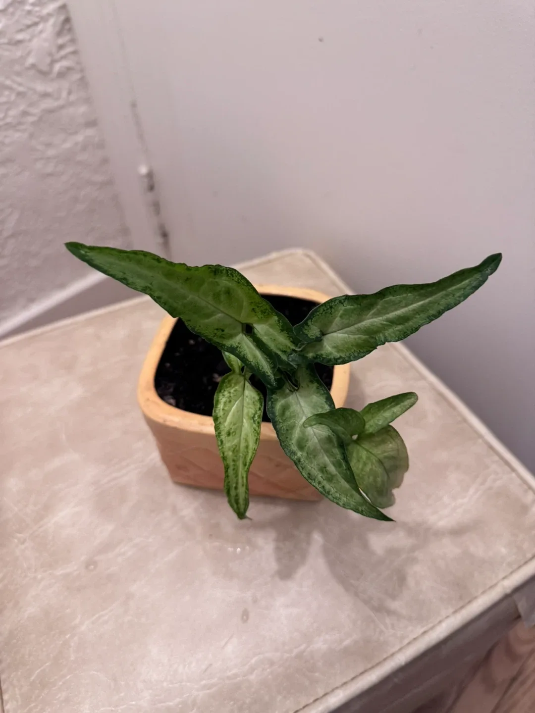 Healthy Plant syngonium ,Pothos, Spider in porcelain pot image indicator(4)