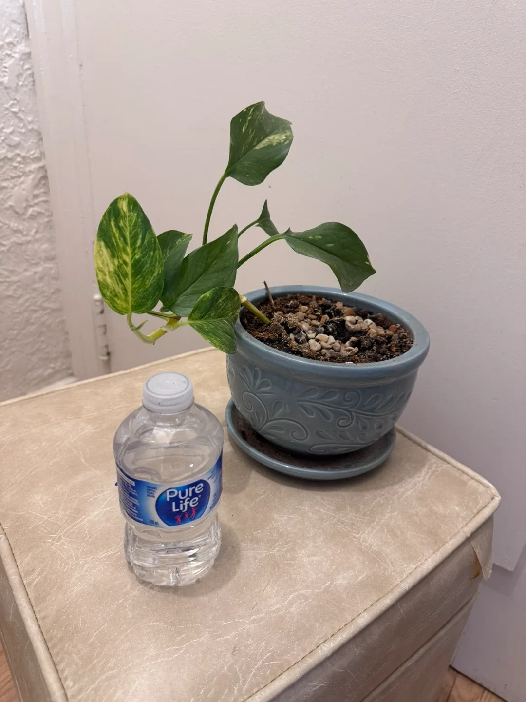 Healthy Plant syngonium ,Pothos, Spider in porcelain pot image indicator(2)