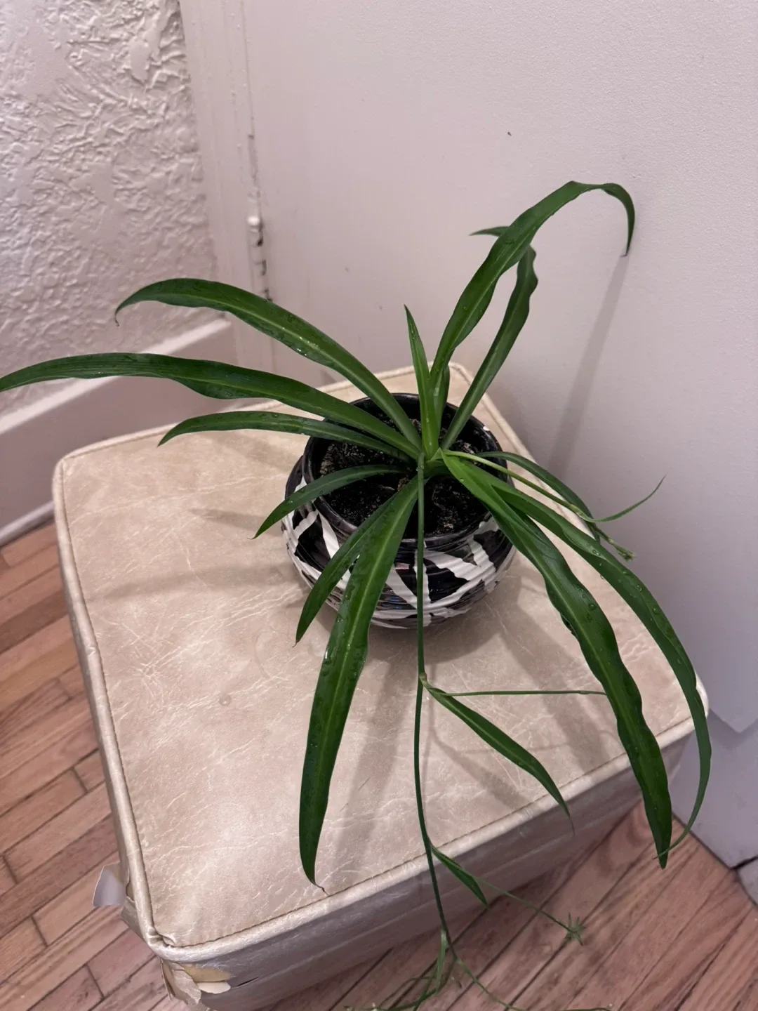 Healthy Plant syngonium ,Pothos, Spider in porcelain pot image indicator(7)