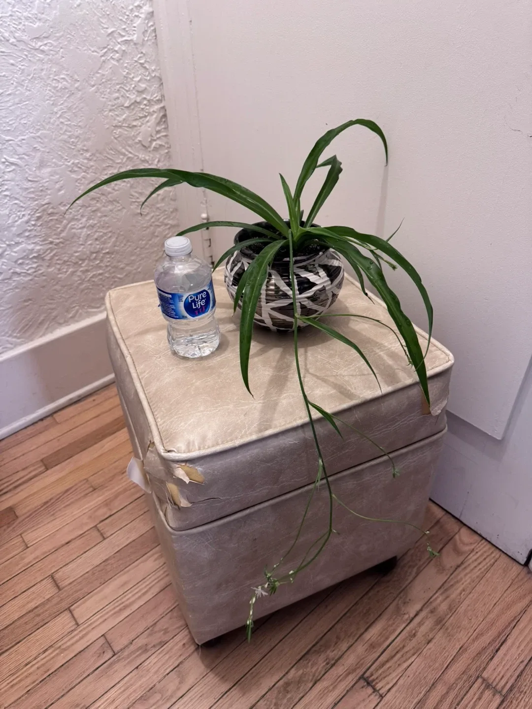 Healthy Plant syngonium ,Pothos, Spider in porcelain pot image indicator(8)