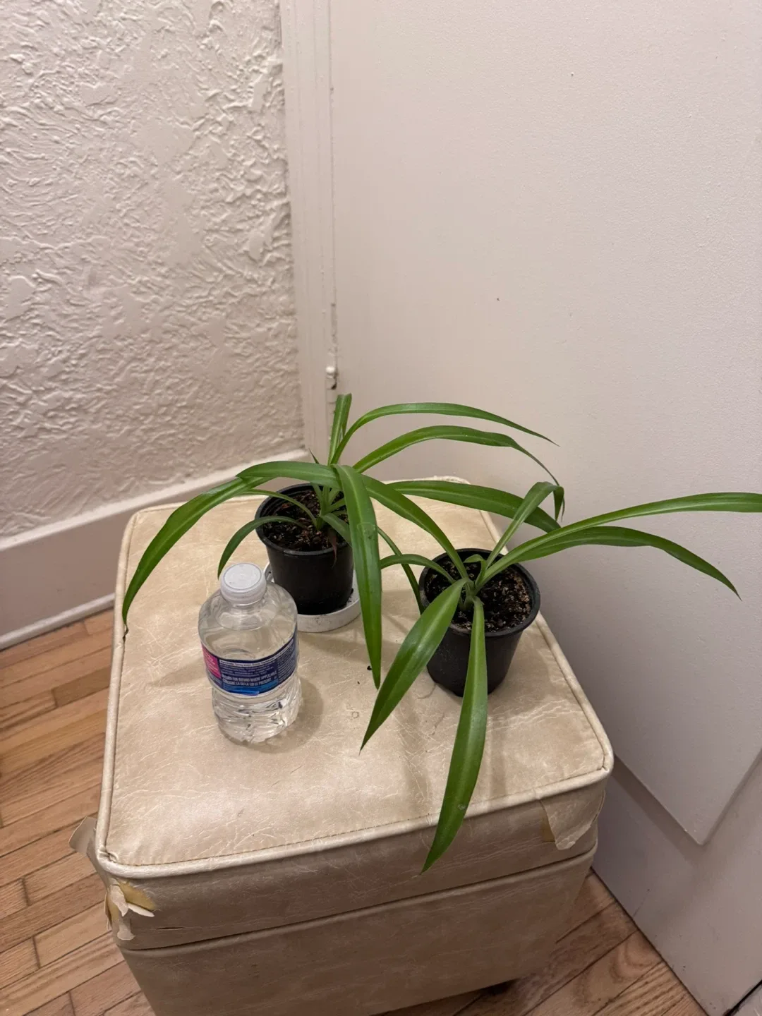 Healthy Plant in plastic pot thumbnail