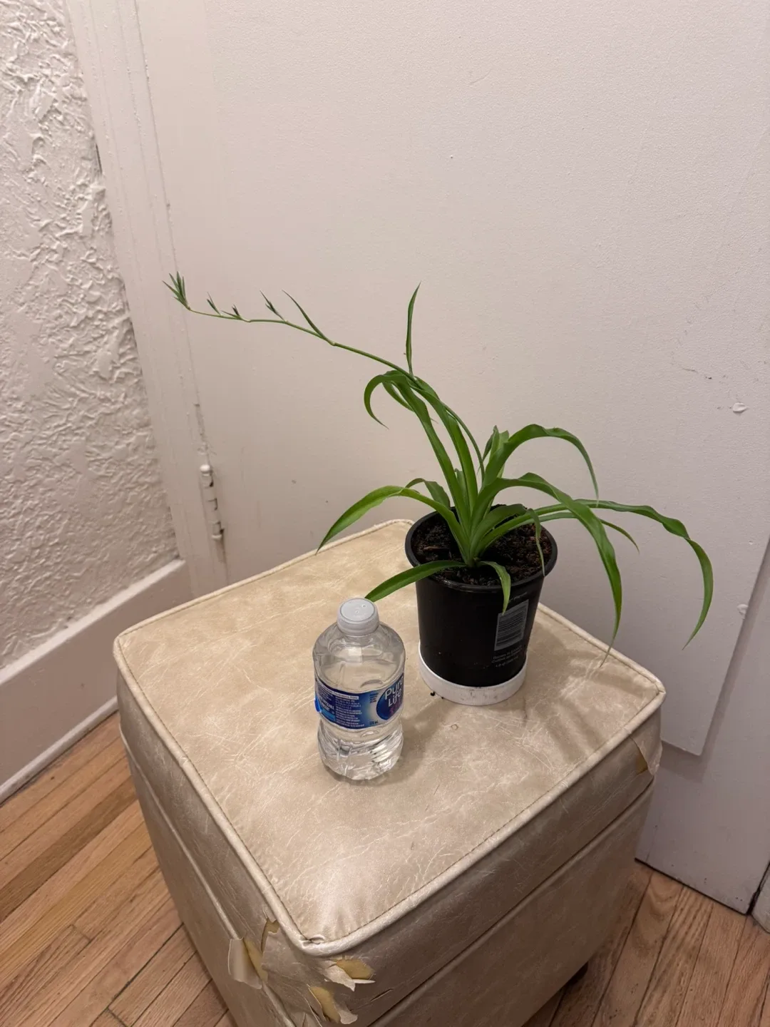 Spider Plant thumbnail