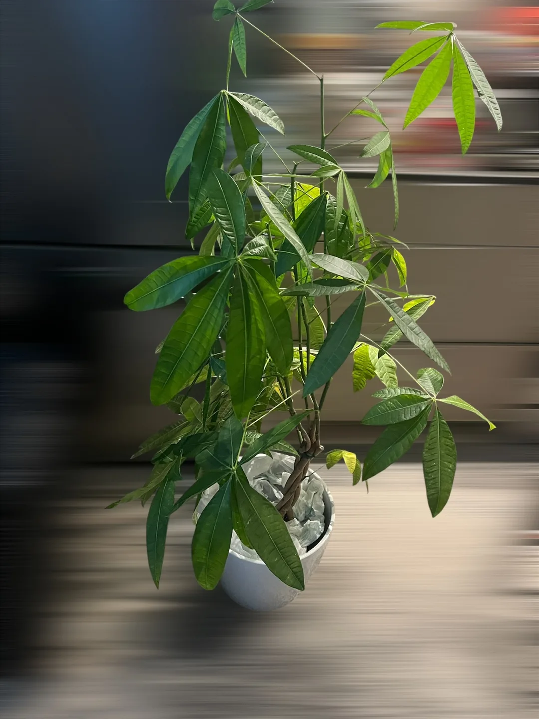 Money Tree in White Pot thumbnail
