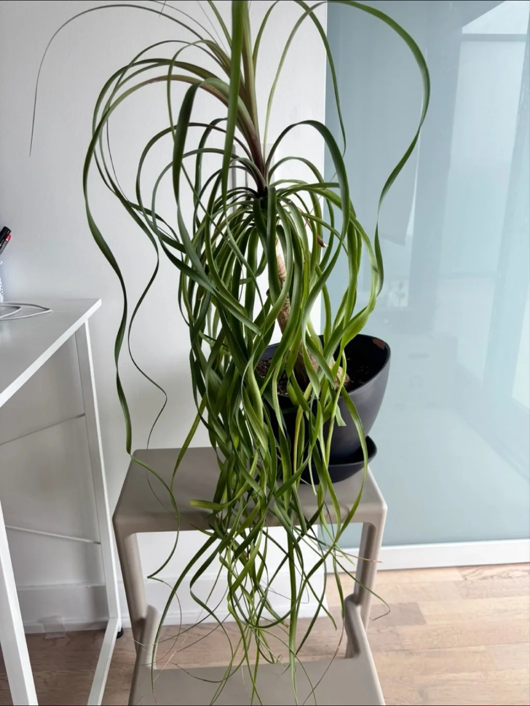 22-inch Ponytail Palm Plant in Black Pot 🥕 thumbnail