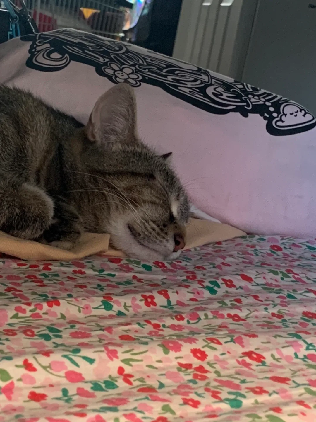 ISO - LOOKING FOR - PET SUPPLIES image indicator(5)