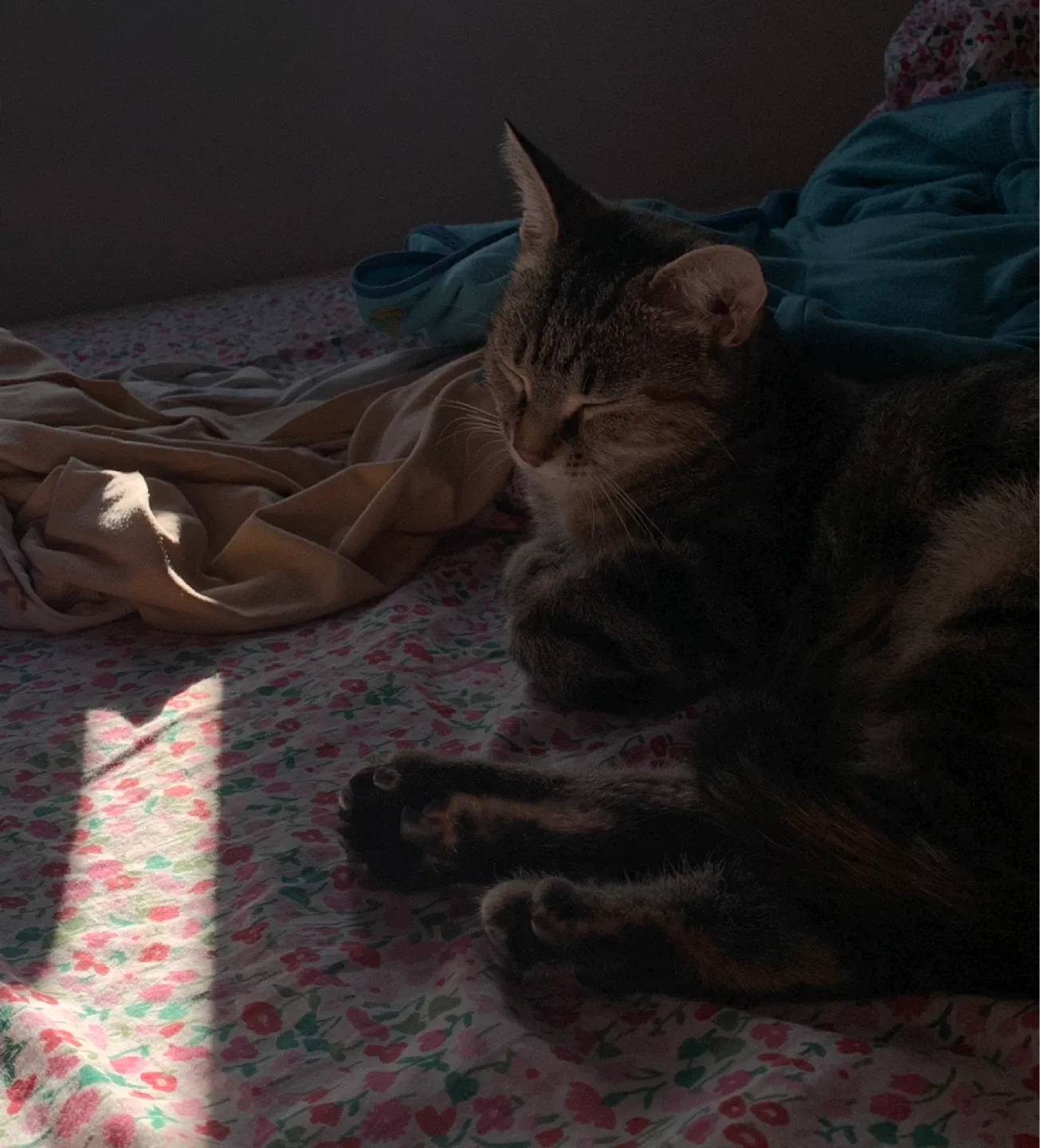 ISO - LOOKING FOR - PET SUPPLIES image indicator(3)