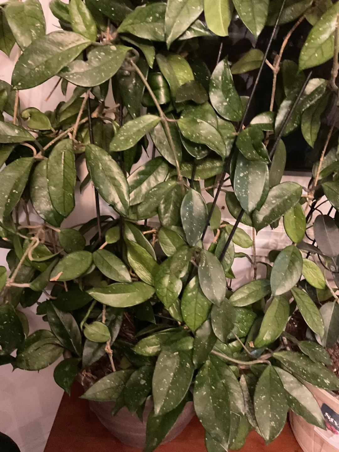 Hoya Plant with Trellis image indicator(2)