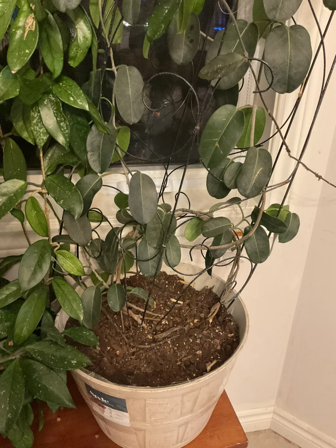 Hoya Plant with Trellis image indicator(3)