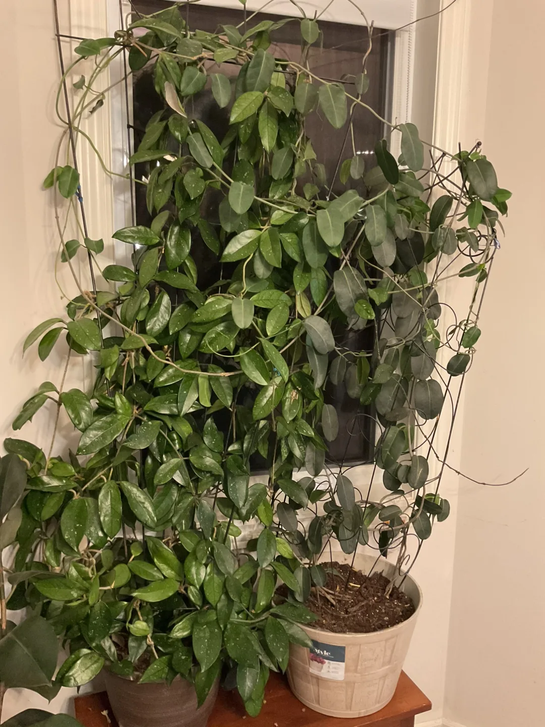 Hoya Plant with Trellis image indicator(6)