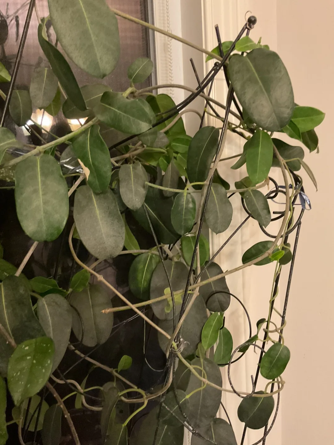 Hoya Plant with Trellis image indicator(5)