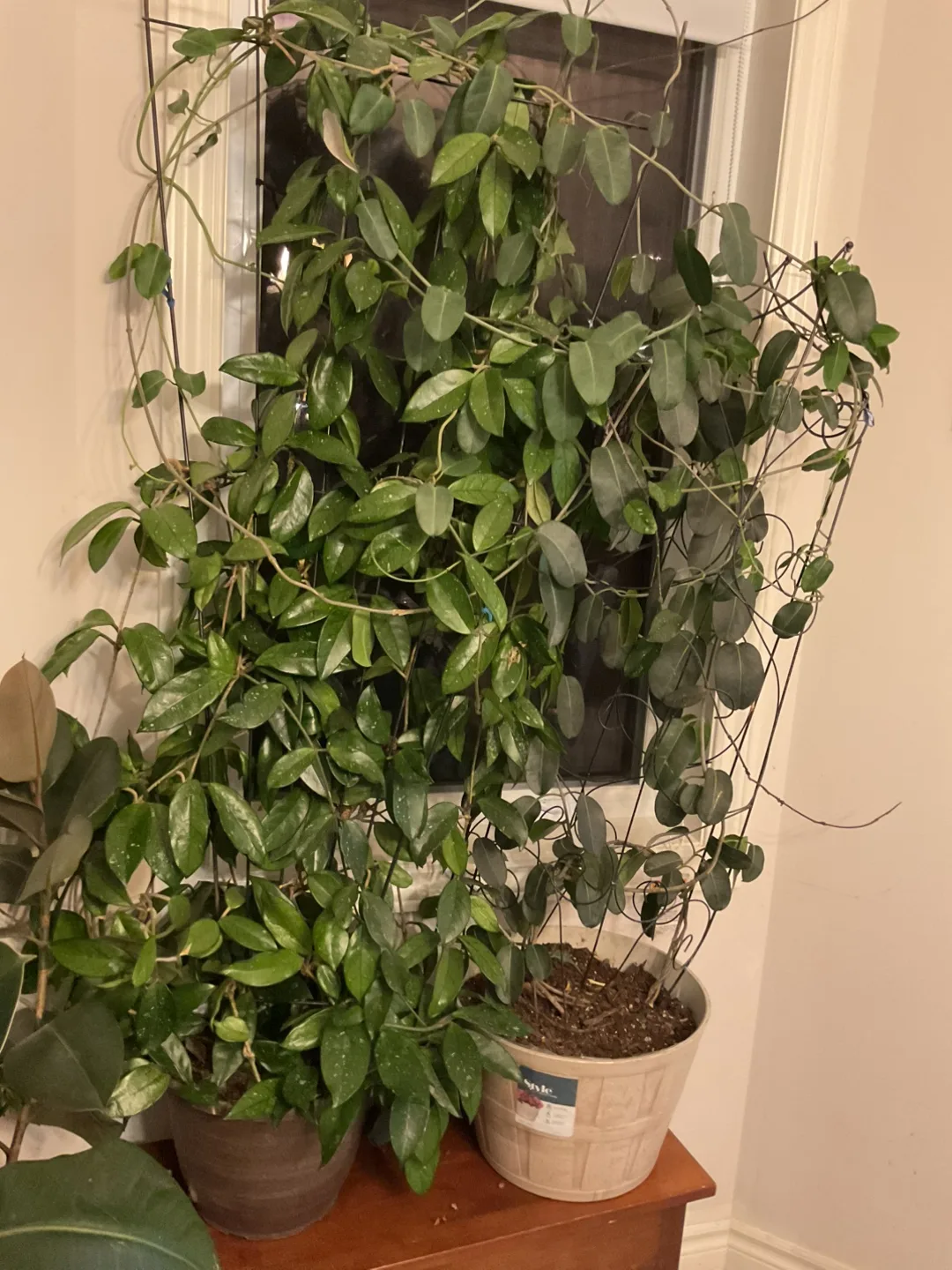 Hoya Plant with Trellis image indicator(4)