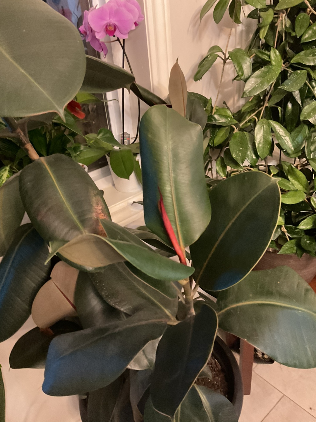 Ficus Elastica Plant - photo 4