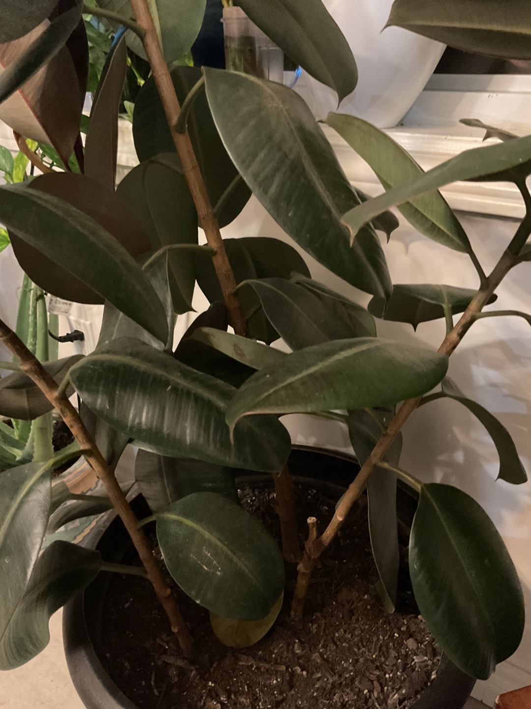 Ficus Elastica Plant - photo 3