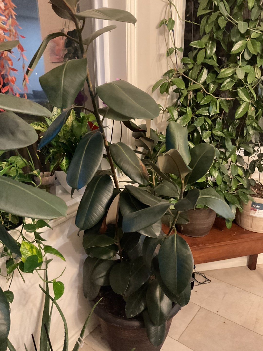 Ficus Elastica Plant