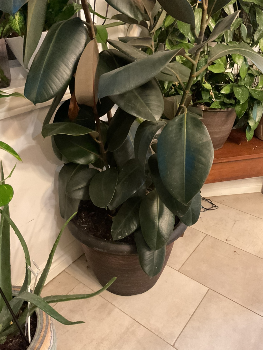 Ficus Elastica Plant - photo 2