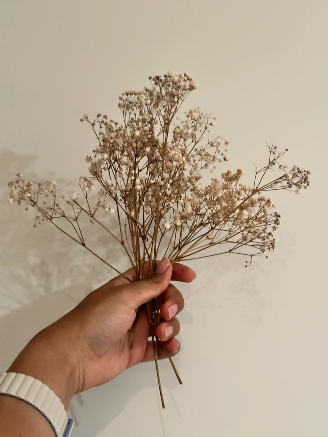 Baby's Breath #freecycle thumbnail