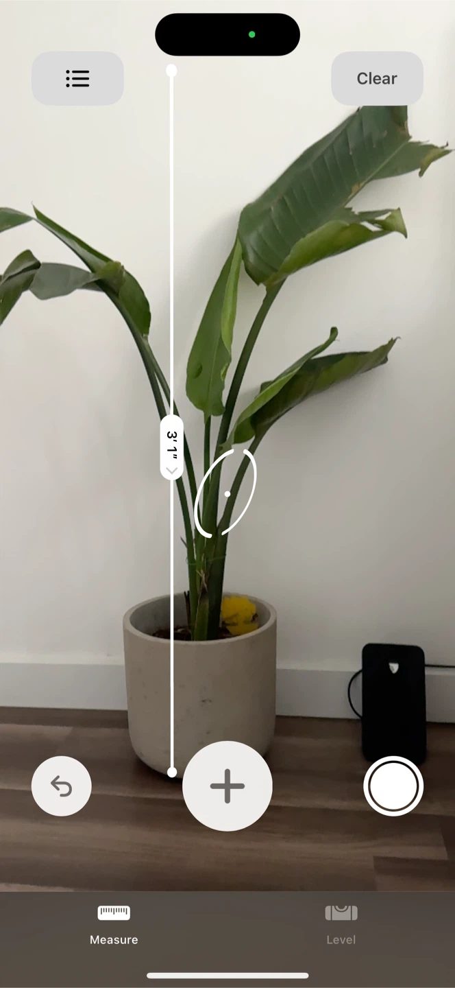 Bird of Paradise Plant - 31 Inches Tall - photo 5