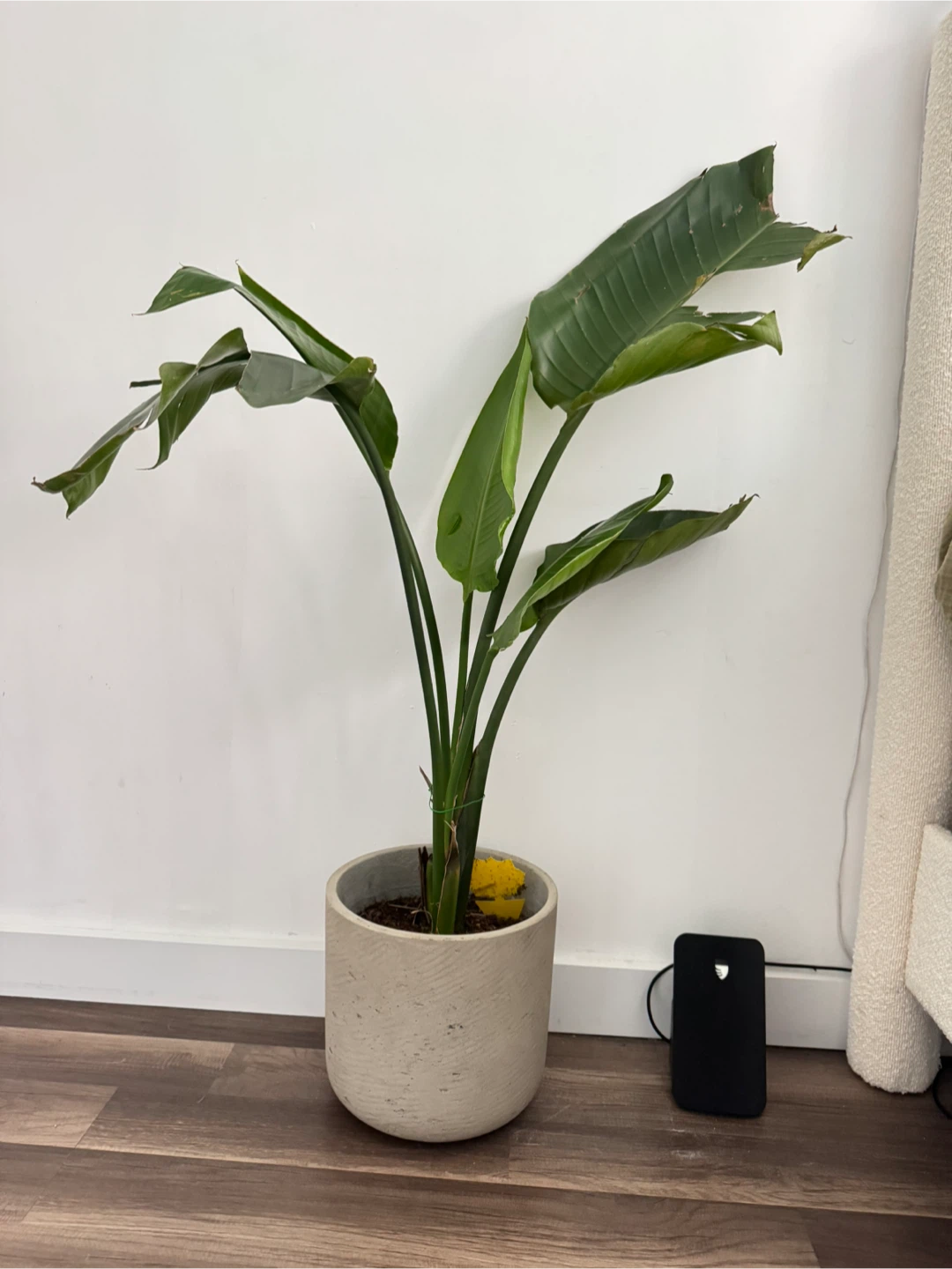 Bird of Paradise Plant - 31 Inches Tall - photo 4