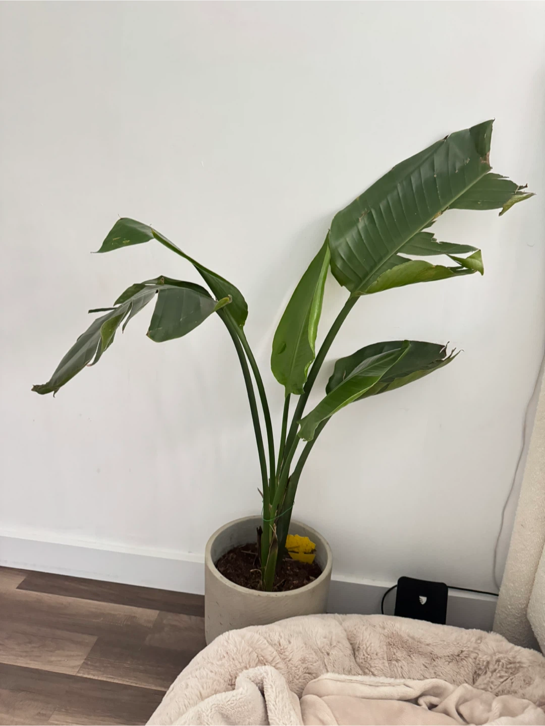 Bird of Paradise Plant - 31 Inches Tall
