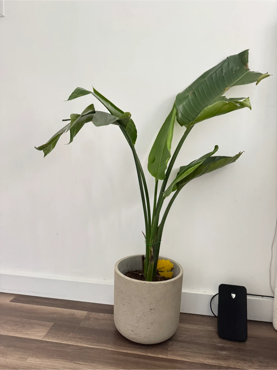 Bird of Paradise Plant - 31 Inches Tall - photo 2