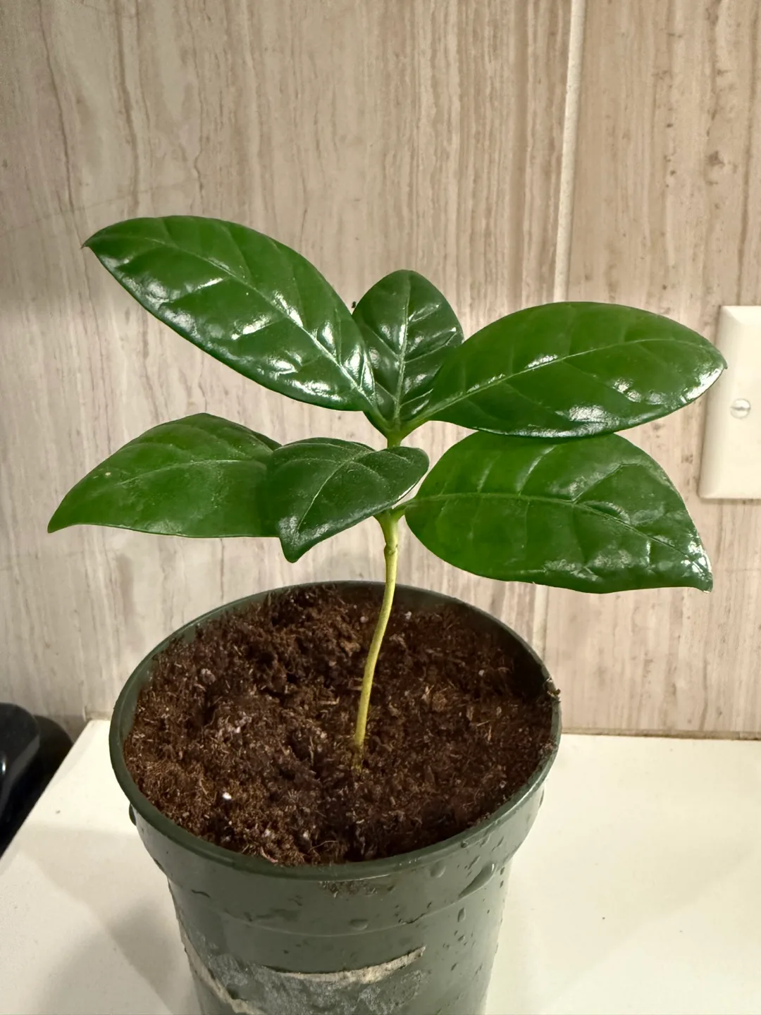 Potted Plant (Coffee Arabica) thumbnail