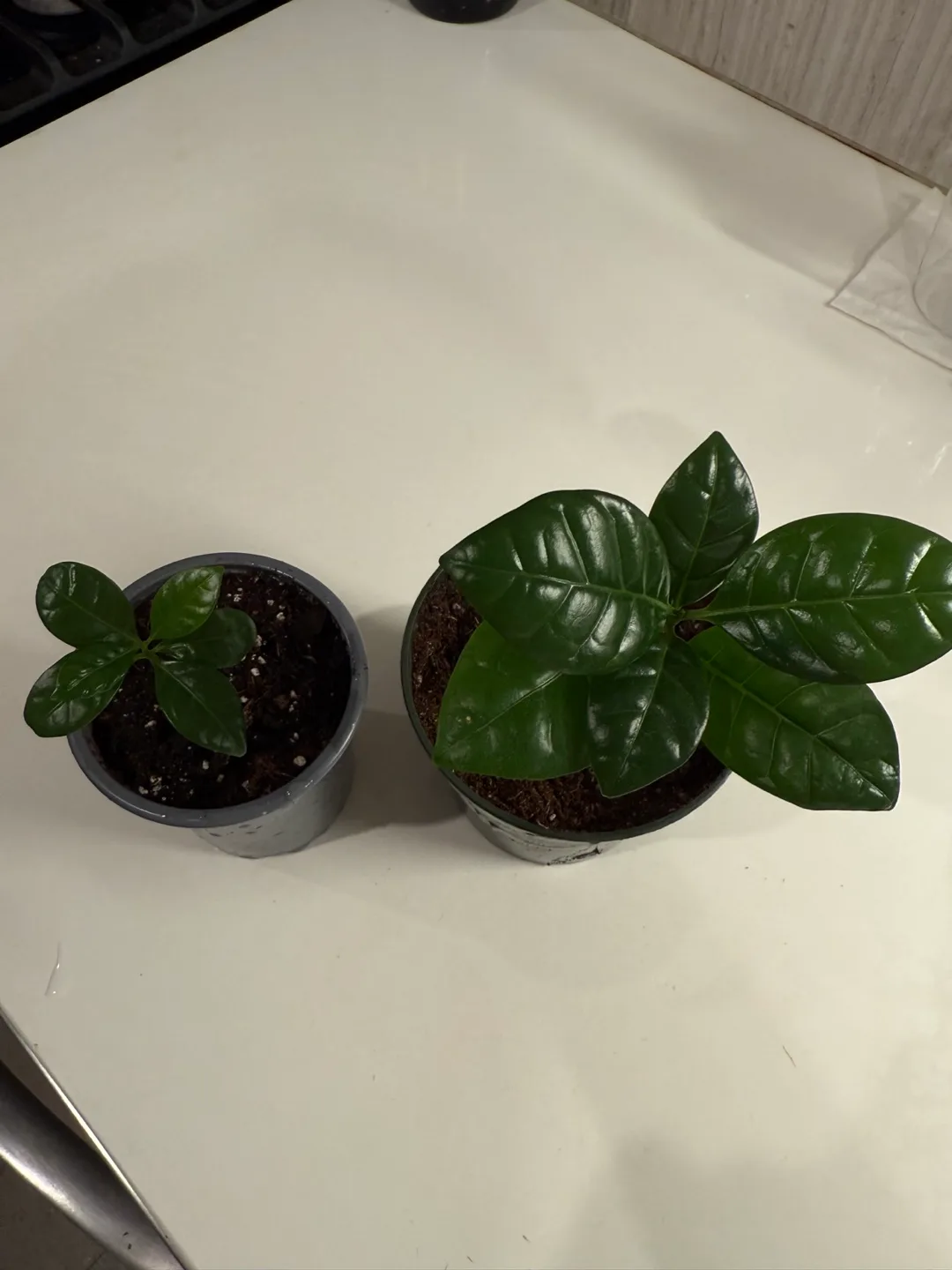 Potted Plant (Coffee Arabica) image indicator(2)