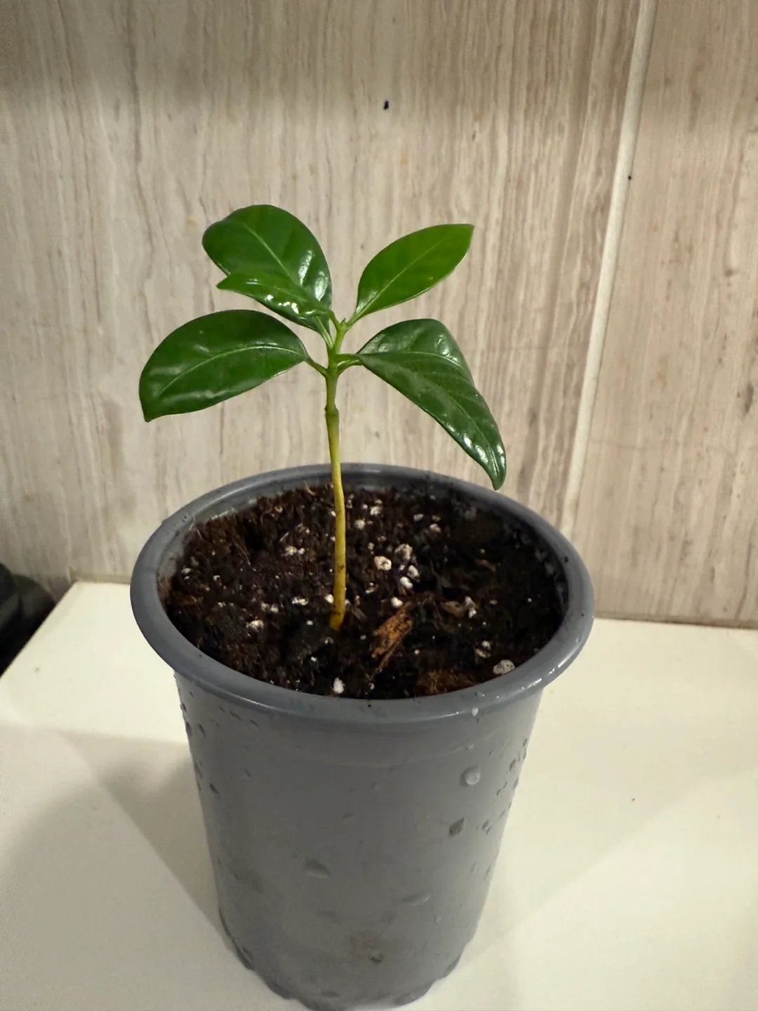 Potted Plant (Coffee Arabica) thumbnail