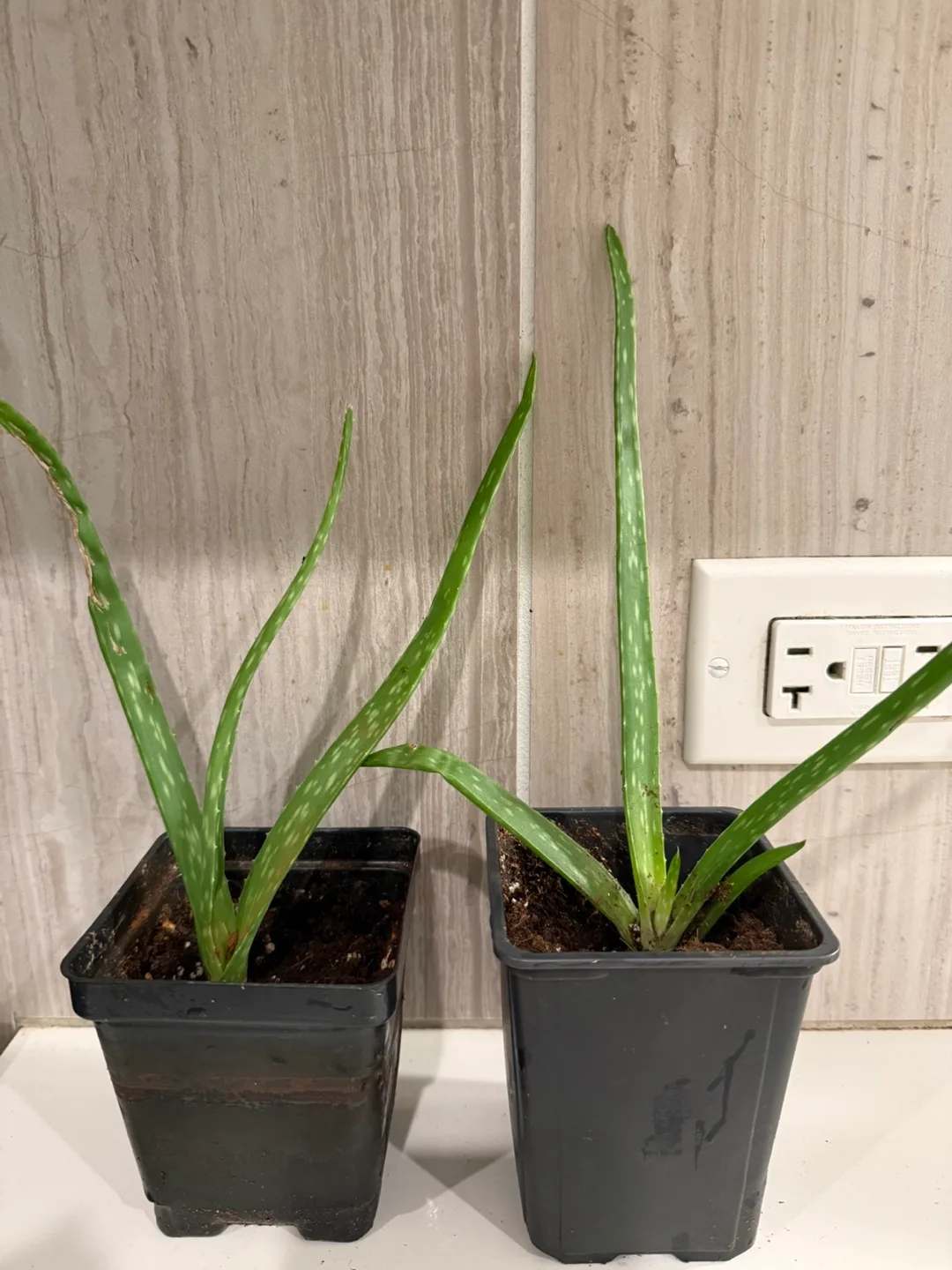 Aloe Vera Plant (Price per plant) image indicator(2)