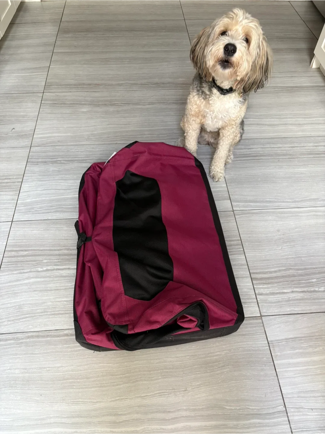 AmazonBasics Soft-Sided Dog Crate – Large – $70 OBO image indicator(6)