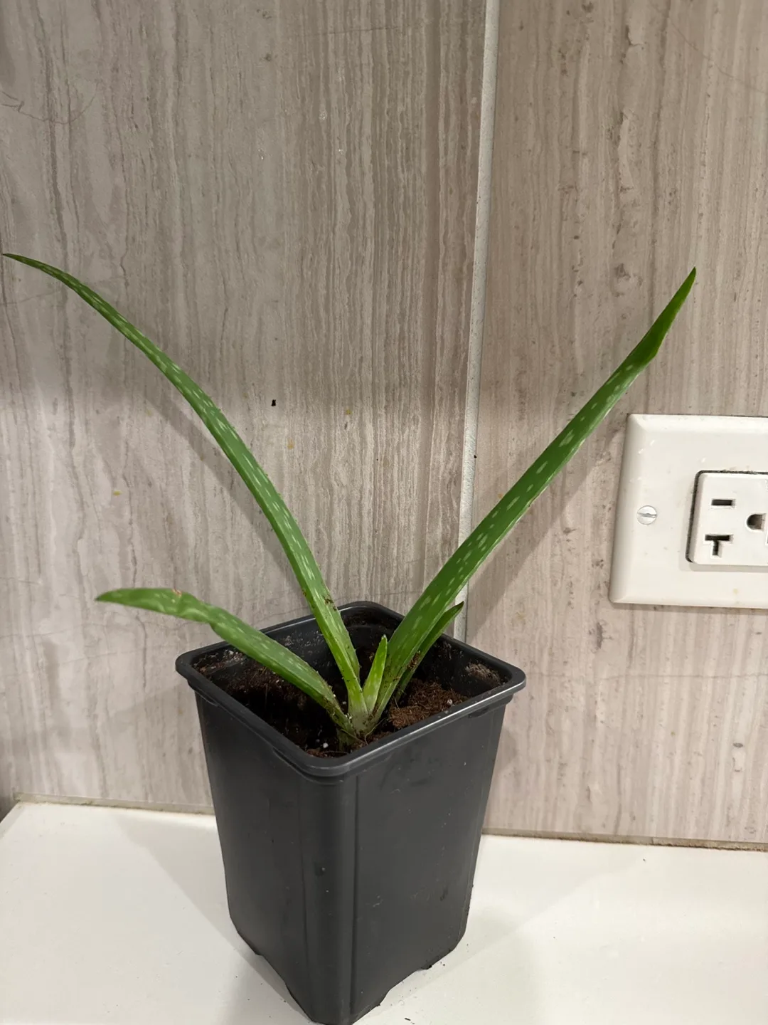 Aloe Vera Plant (Price per plant) thumbnail