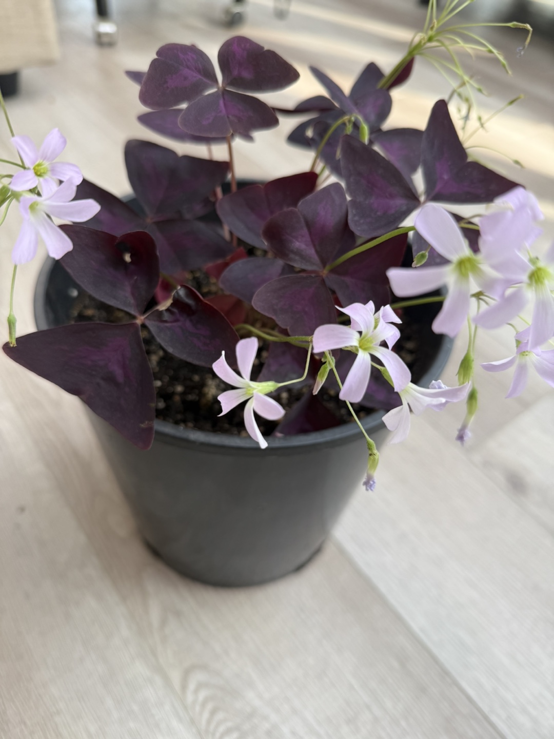 Purple-Oxalis - photo 2