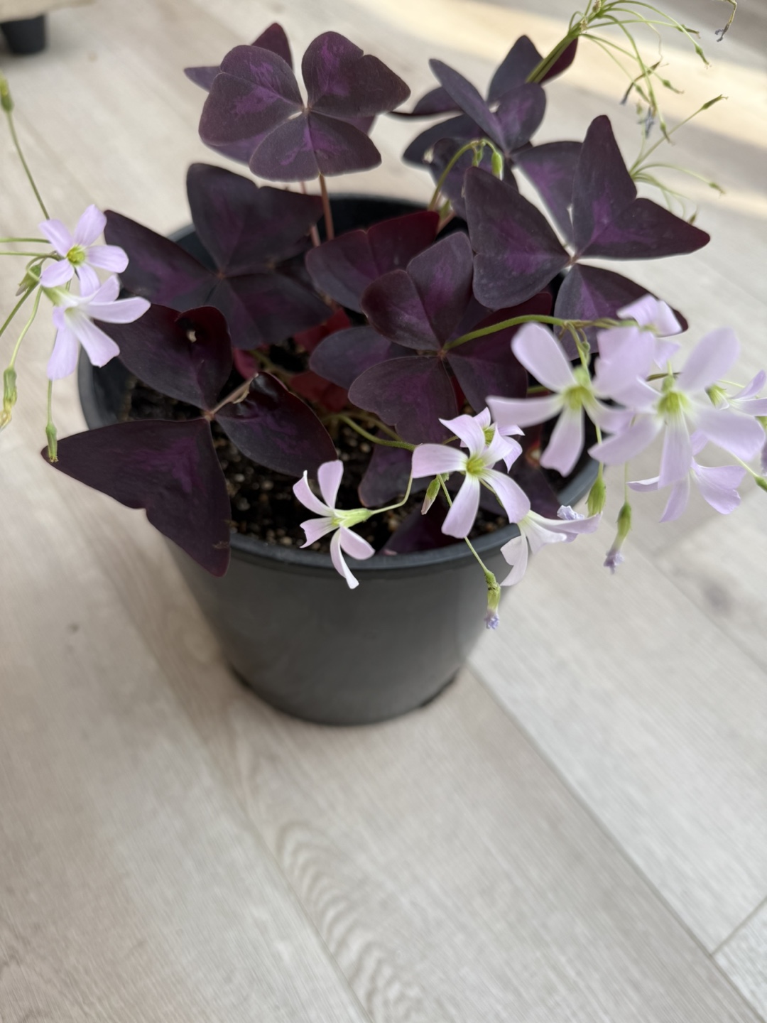 Purple-Oxalis