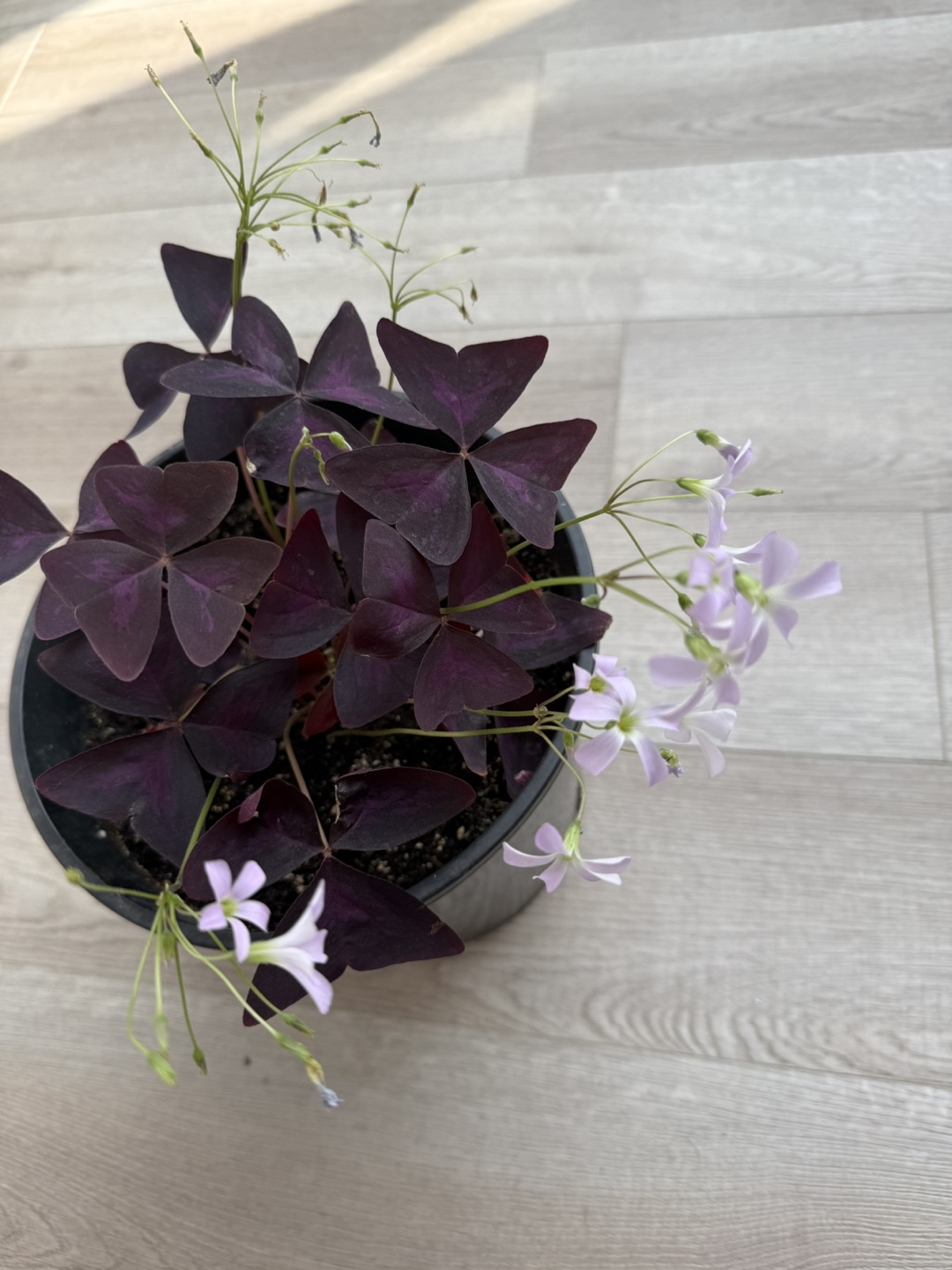 Purple-Oxalis - photo 3