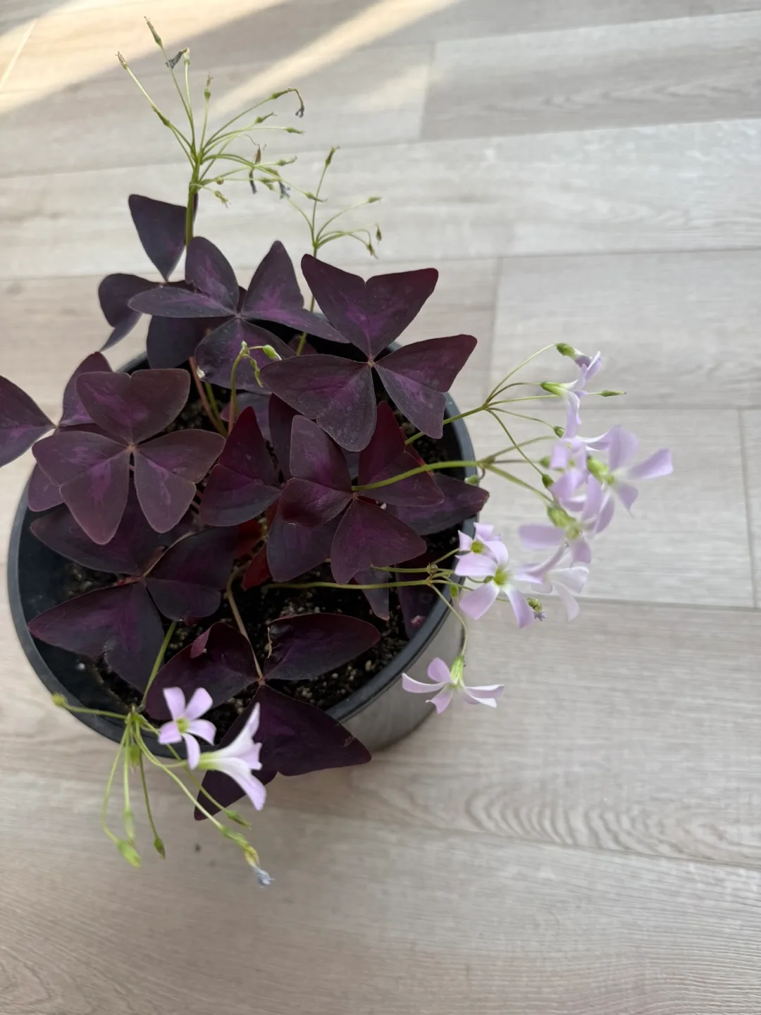 Purple-Oxalis image indicator(3)
