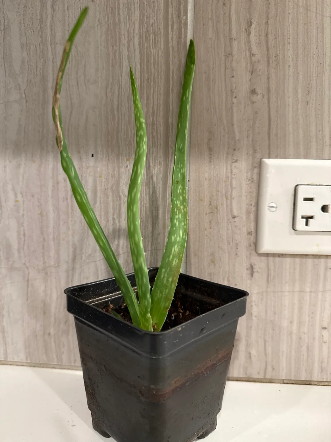 Aloe Vera Plant (Price per plant) image indicator(3)