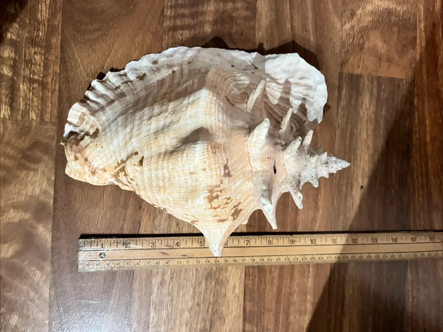 Seashell conch image indicator(2)
