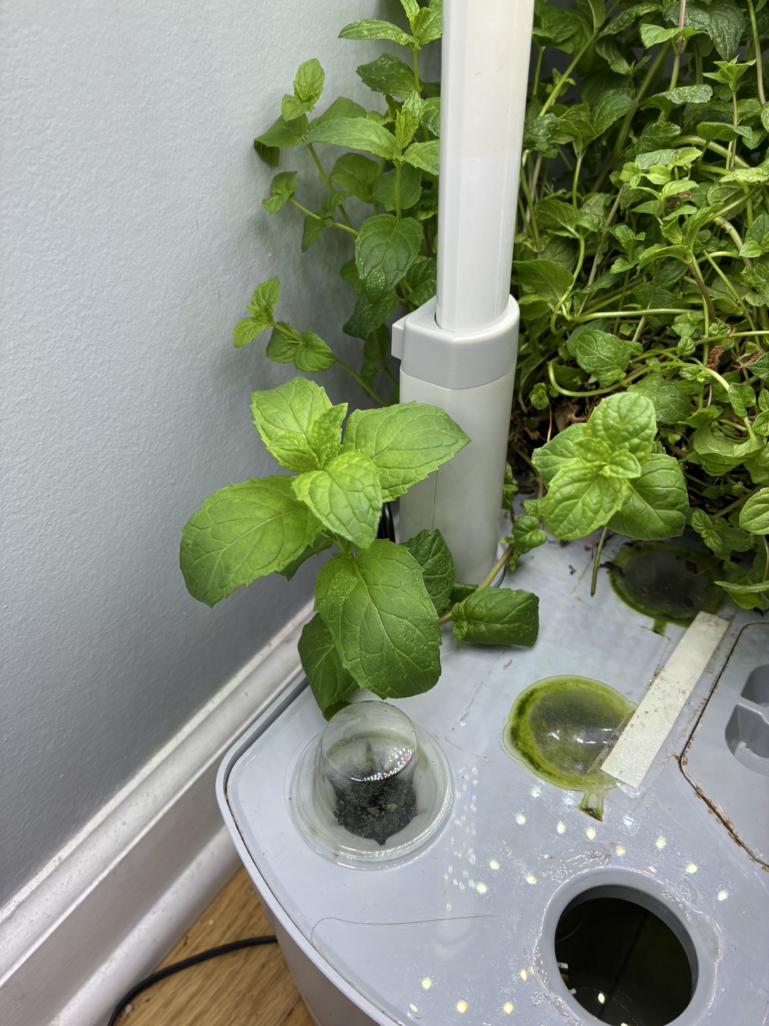🥕 Fresh cut spearmint - photo 2