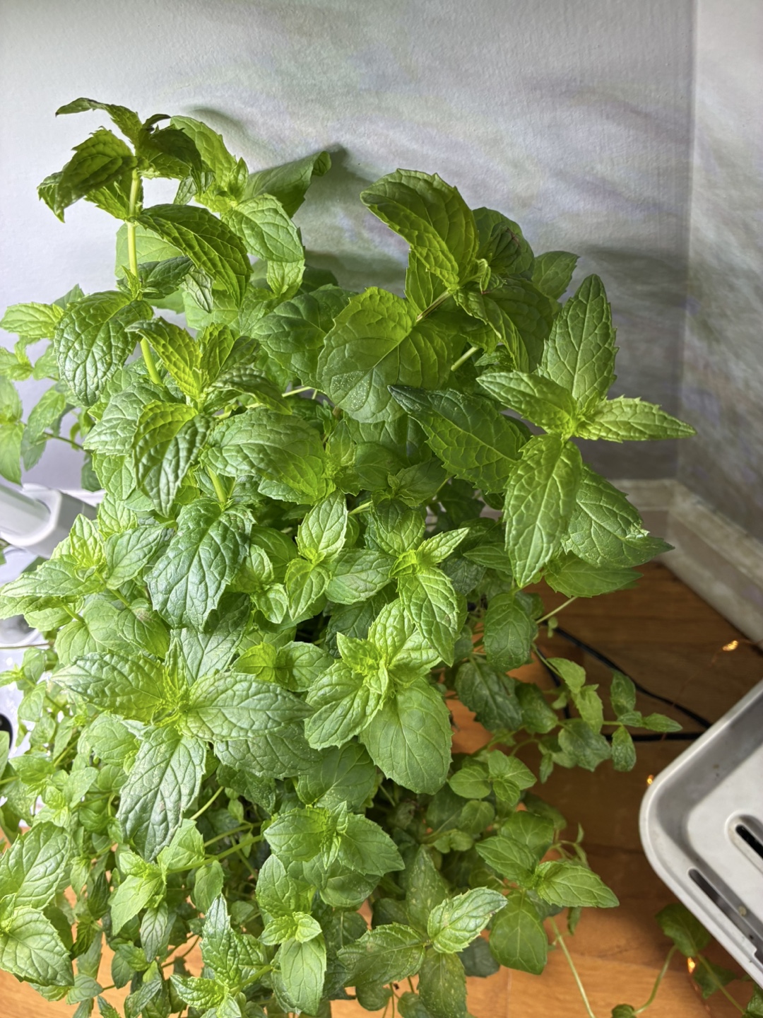 🥕 Fresh cut spearmint