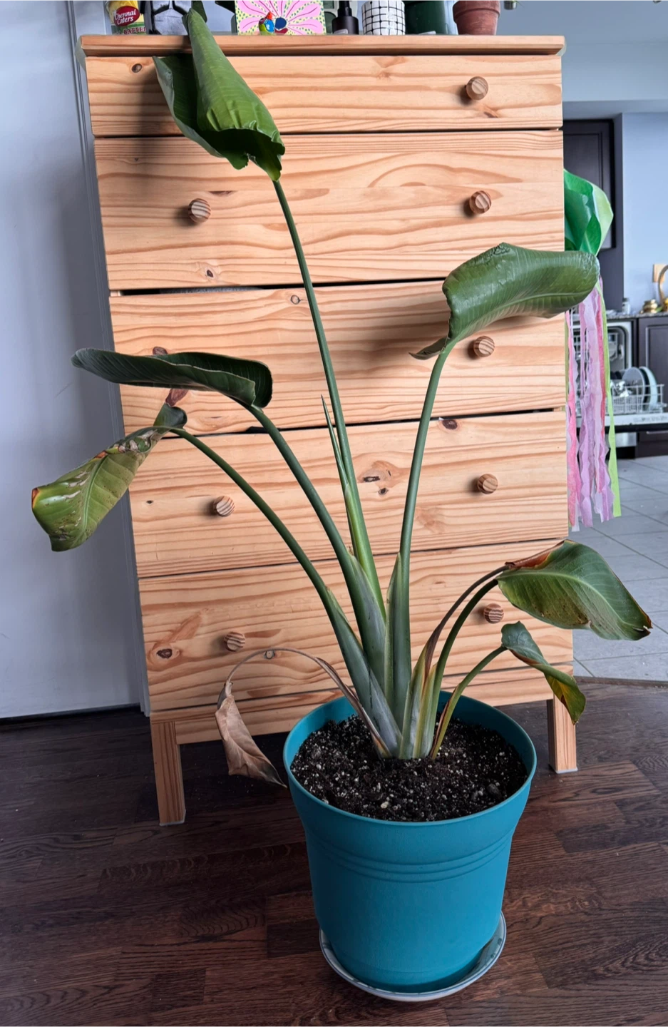 Bird of Paradise Plant