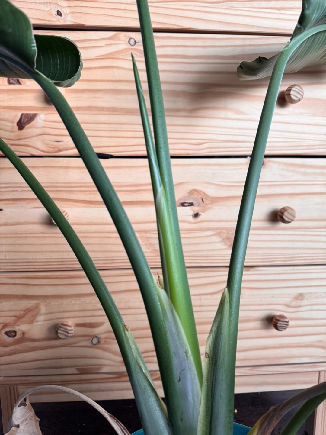 Bird of Paradise Plant - photo 2
