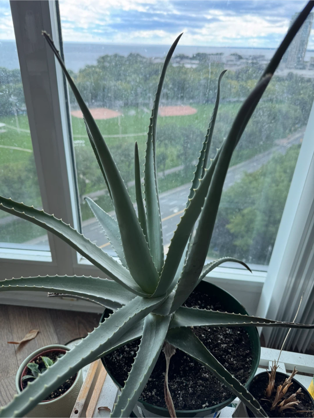 Aloe Vera Plant