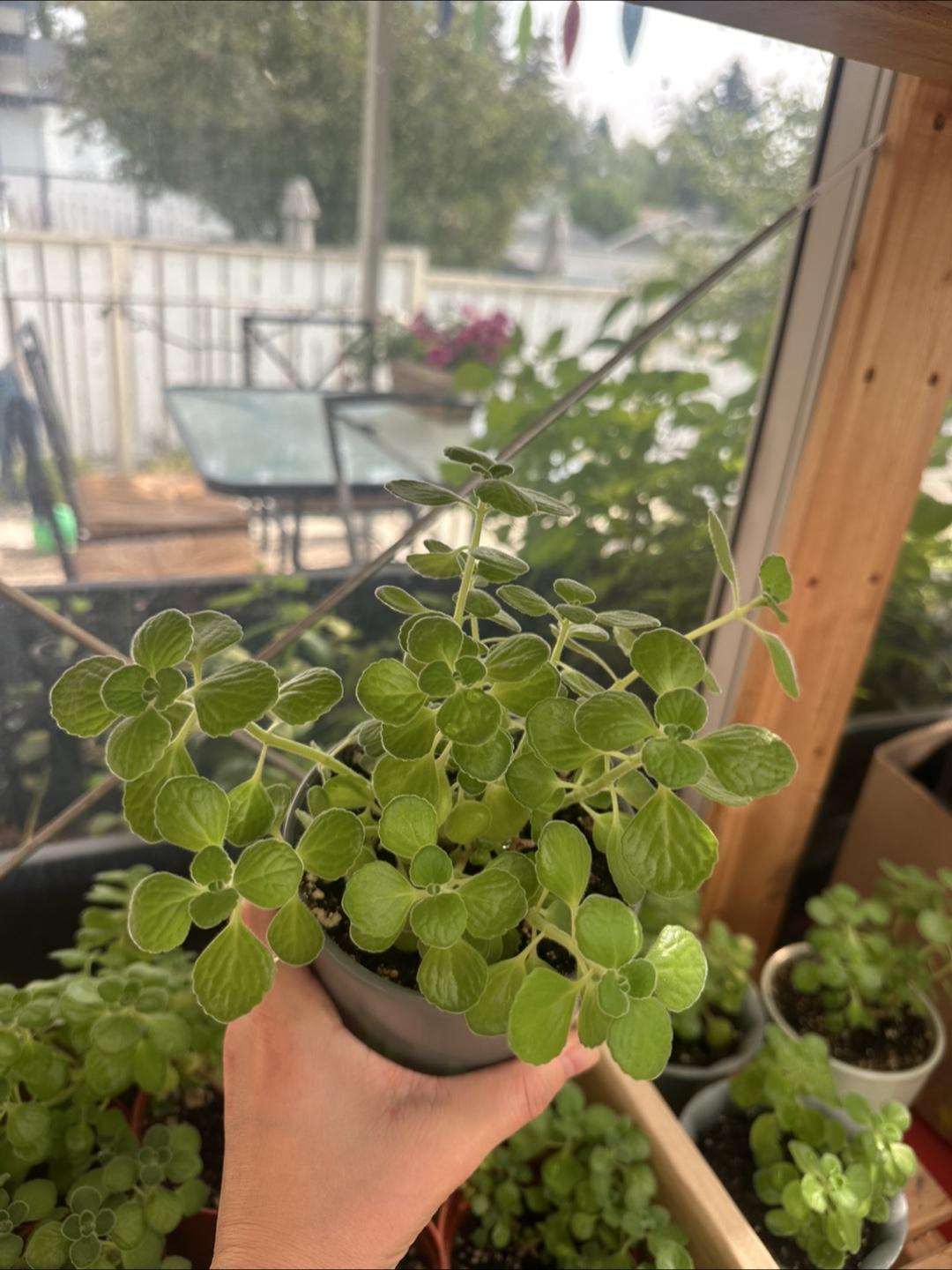 Fragrant vick's plants, outdoor, indoor plants - photo 2