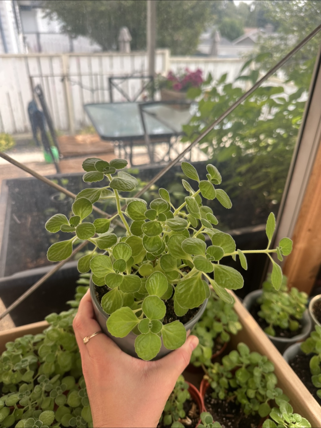 Fragrant vick's plants, outdoor, indoor plants