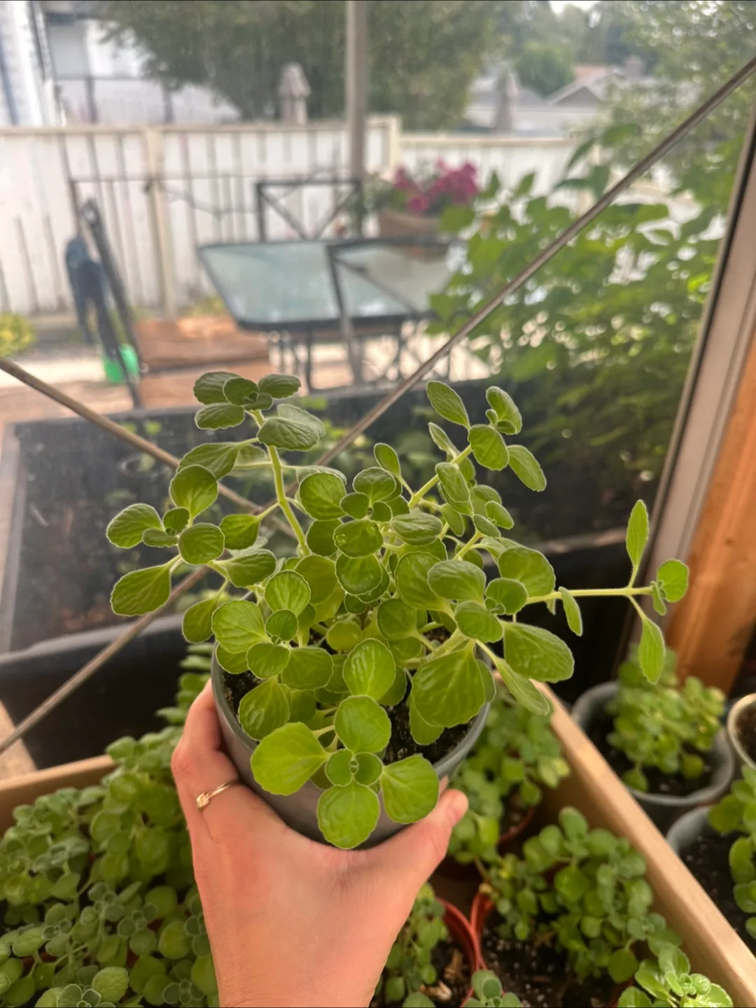 Fragrant vick's plants, outdoor, indoor plants