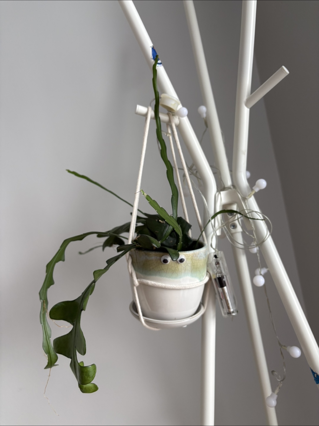 Plants (Fishbone cactus, Blue star fun, Spider web)