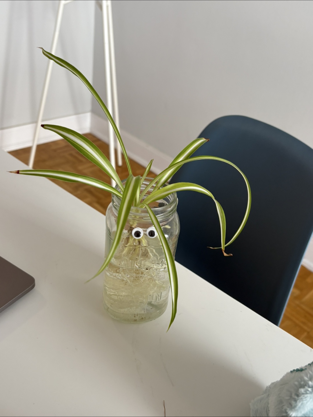 Plants (Fishbone cactus, Blue star fun, Spider web) - photo 3