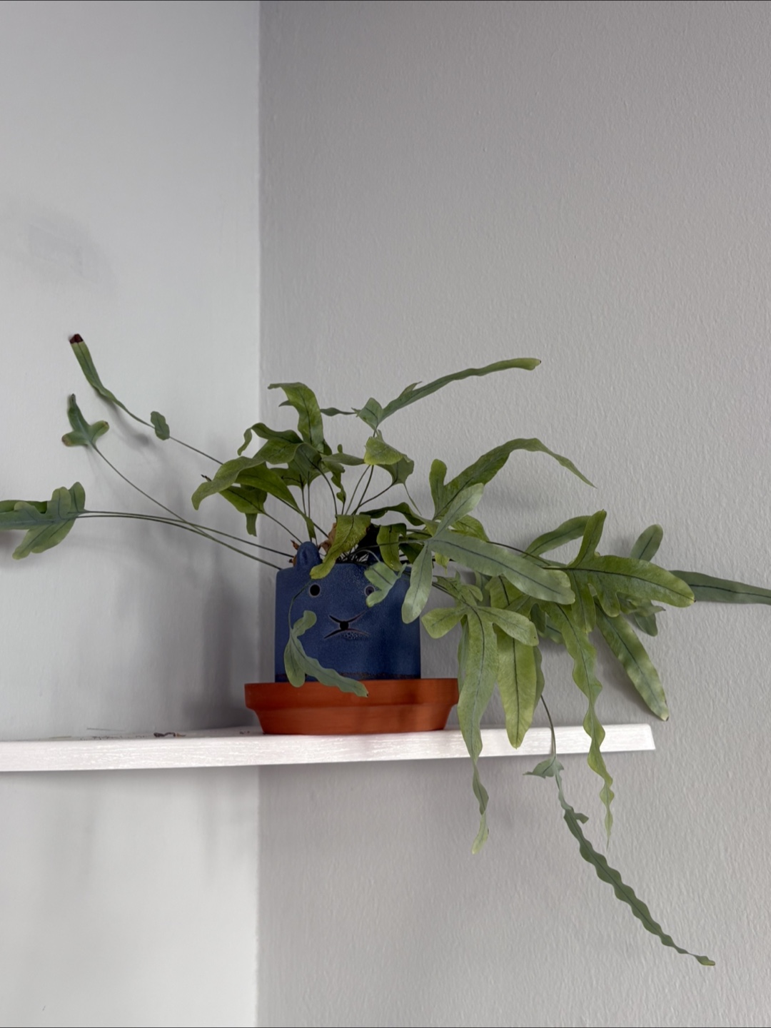 Plants (Fishbone cactus, Blue star fun, Spider web) - photo 2