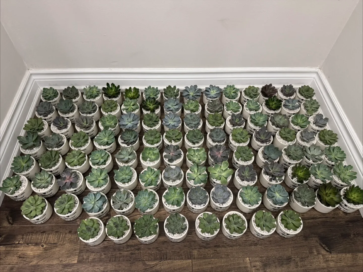 Succulent Wedding Favours / party favors image indicator(4)