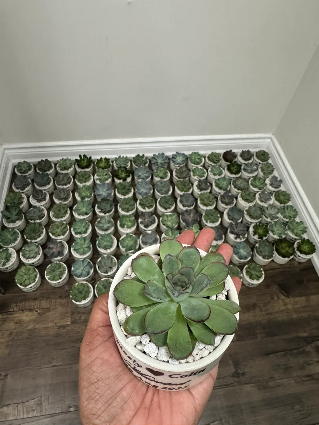 Succulent Wedding Favours / party favors image indicator(2)