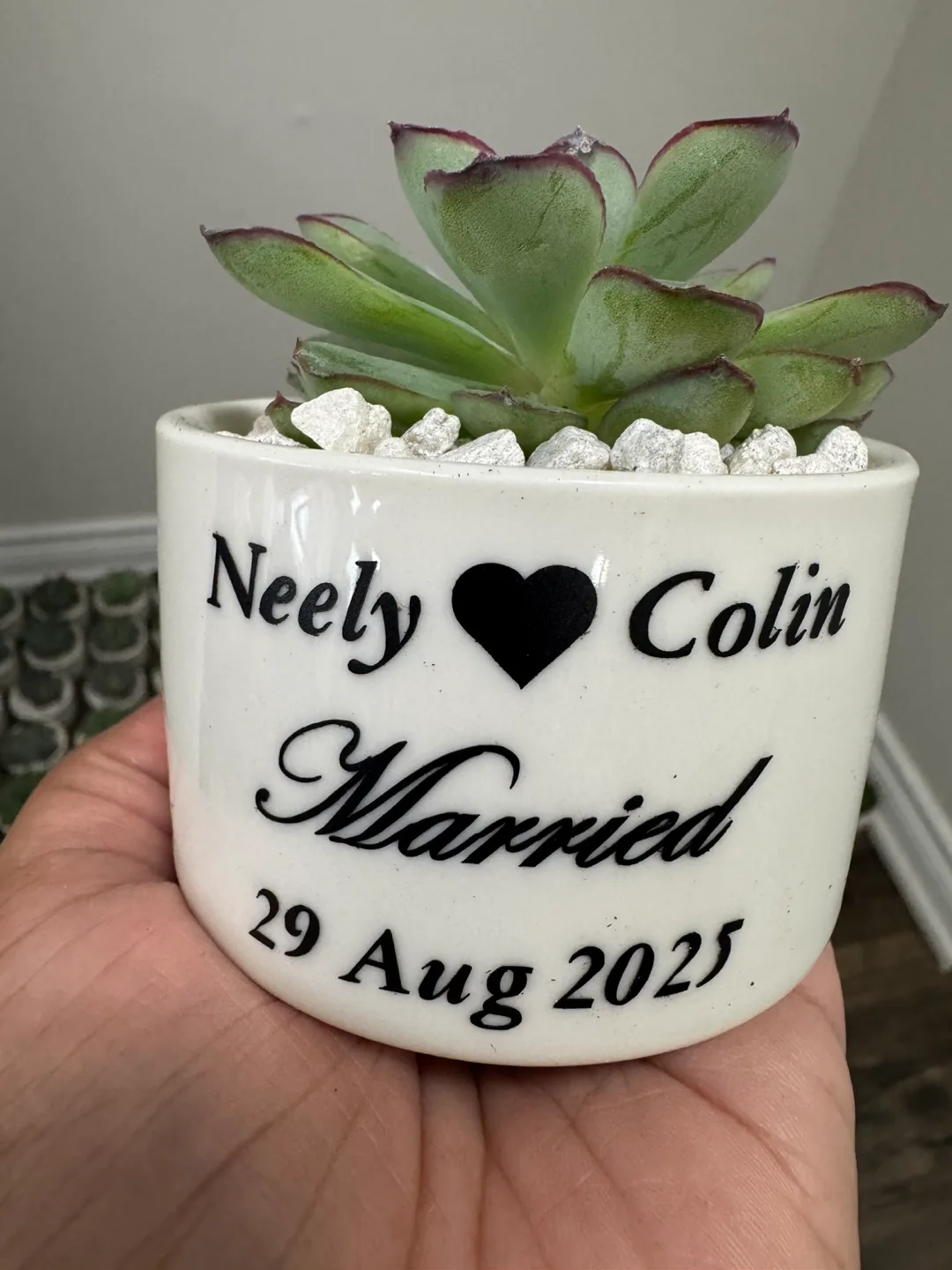 Succulent Wedding Favours / party favors image indicator(3)